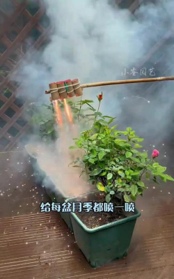 家庭养花用生根粉