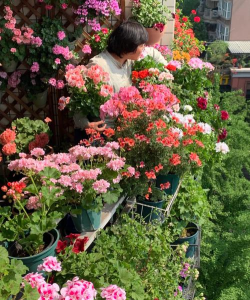 家庭养花用生根粉