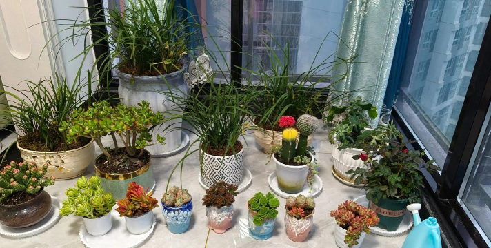 家庭养花用生根粉