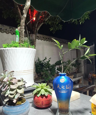 景阳春酒瓶养花