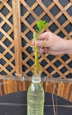 家庭养花用生根粉