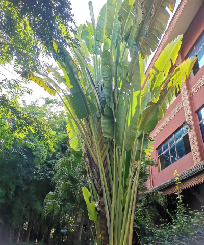 旅人蕉有什么意义