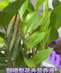 家庭养花用生根粉