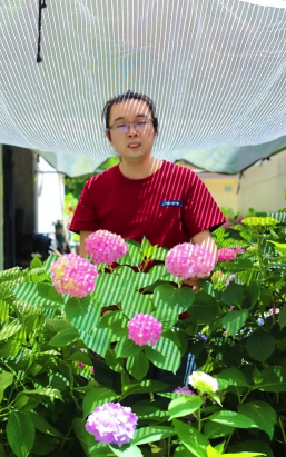 家庭养花用生根粉