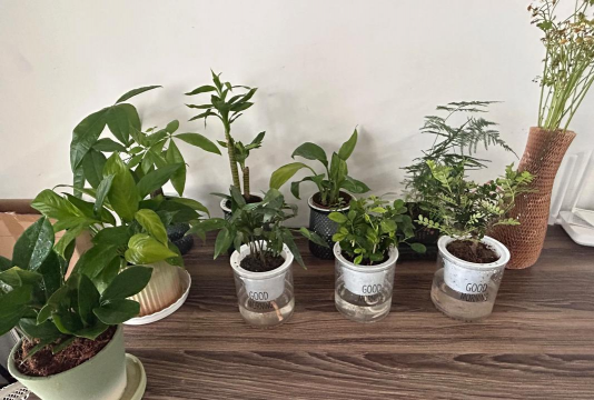 家庭养花用生根粉