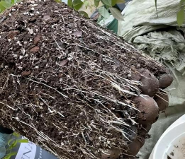 家庭养花用生根粉