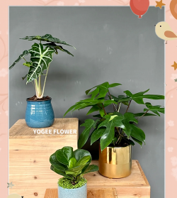 家庭养花用生根粉