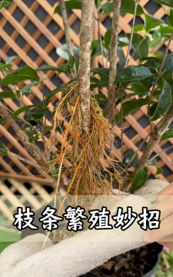 家庭养花用生根粉