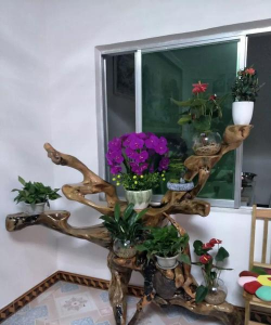 家庭养花用生根粉