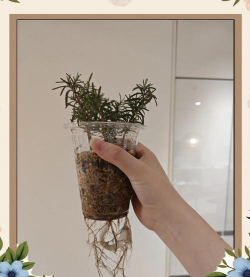 家庭养花用生根粉