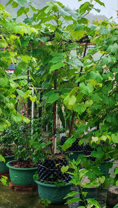 家庭养花用生根粉