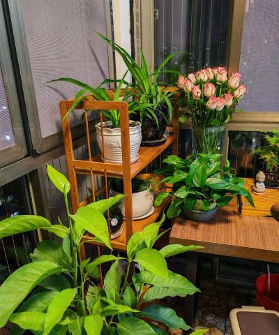 家庭养花用生根粉