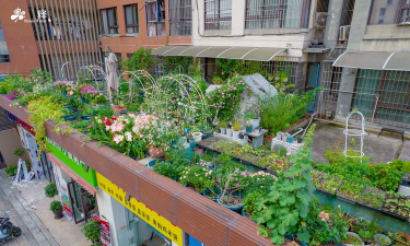 家庭养花用生根粉