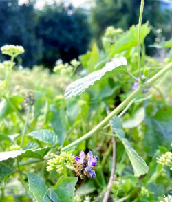 补骨脂是什么花上的