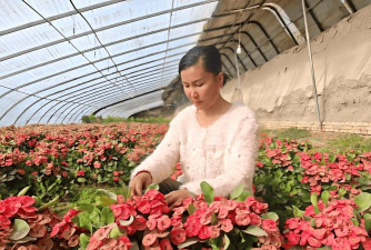 家庭养花用生根粉