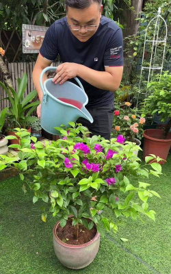 家庭养花用生根粉