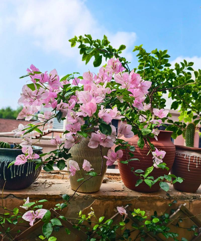 家庭养花用生根粉