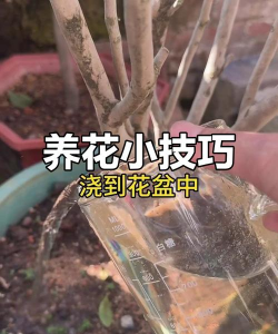 家庭养花用生根粉