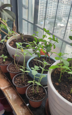 家庭养花用生根粉