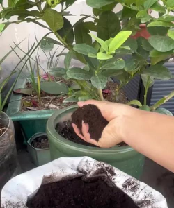 家庭养花用生根粉