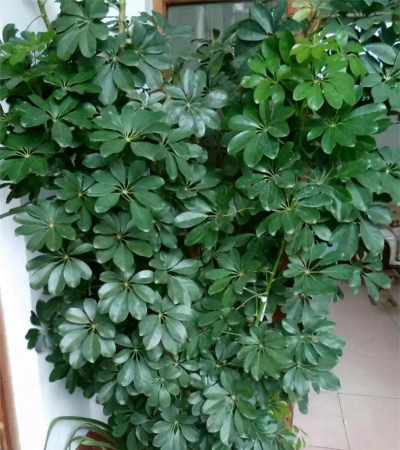 鹅掌木什么样子