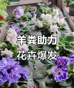 家庭养花用生根粉