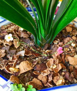 家庭养花用生根粉