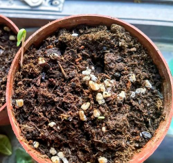 柳树枝羊粪养花