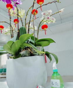 家庭养花用生根粉