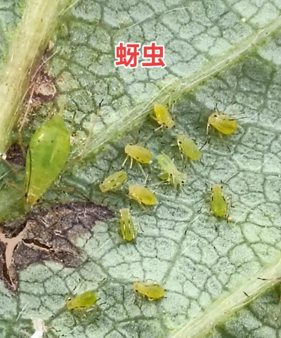 早春防治蚜虫效果好