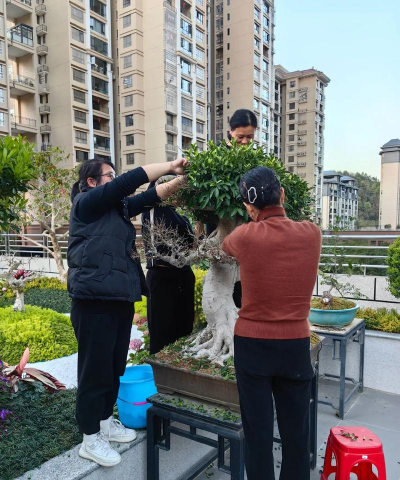 家庭养花用生根粉