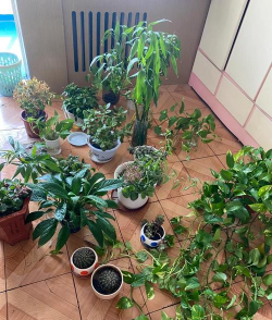 家庭养花用生根粉