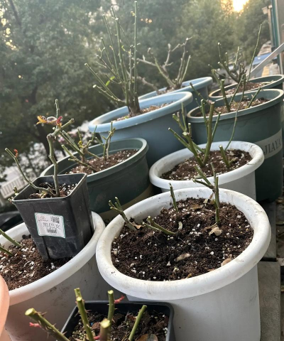 家庭养花用生根粉