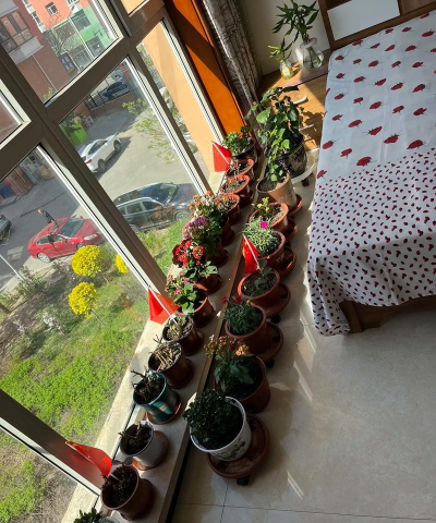 家庭养花用生根粉