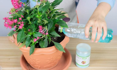 家庭养花用生根粉