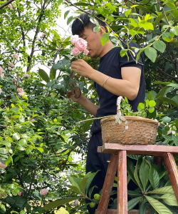 家庭养花用生根粉