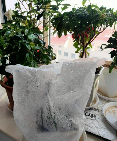 家庭养花用生根粉