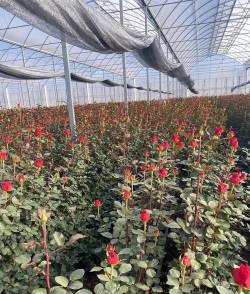 大棚玫瑰鲜切花高桩栽培技术优势