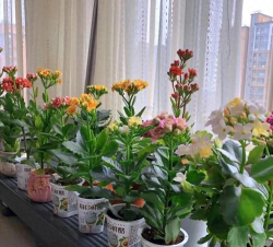 家庭养花用生根粉