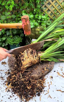 家庭养花用生根粉
