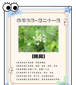 室外养花防风方法