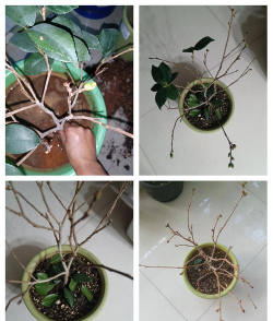 家庭养花用生根粉