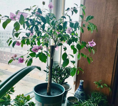 家庭养花用生根粉