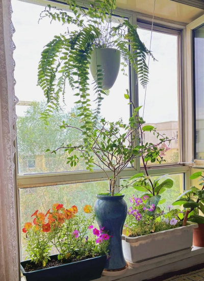 家庭养花用生根粉