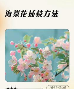 怎么用海棠