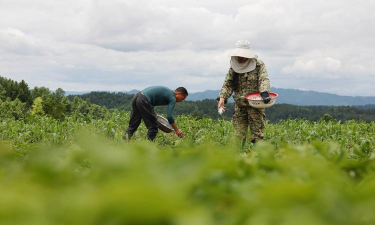 家庭养花用生根粉
