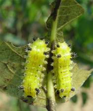 双齿绿刺蛾的防治