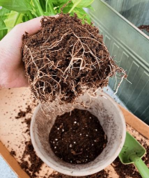 家庭养花用生根粉