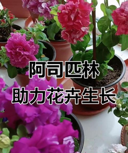 家庭养花用生根粉