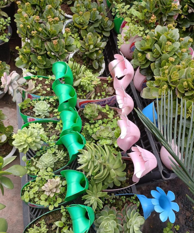 家庭养花用生根粉